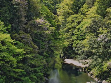 Tokyo, Japonya - 29 Nisan 2025: Okutama, Tokyo 'da Hikawa Vadisi, yazın başında