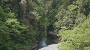 Tokyo, Japonya - 29 Nisan 2025: Okutama, Tokyo 'da Hikawa Vadisi, yazın başında