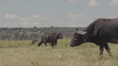 Chobe Ulusal Parkı, Botswana - 11 Nisan 2025: Chobe Ulusal Parkı 'nda vahşi su bufaloları