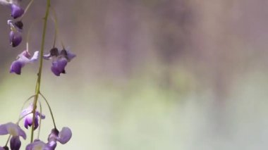 Japonya 'da yaz başında Japon salkımı çiçekleri asmak