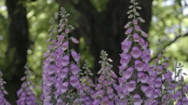 Japonya - 8 Mayıs 2025: Pembe dijitalis veya yüksükotu çiçekleri tam çiçek