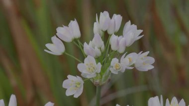 Japonya - 8 Mayıs 2025: Lupin çiçekleri tomurcuklandı