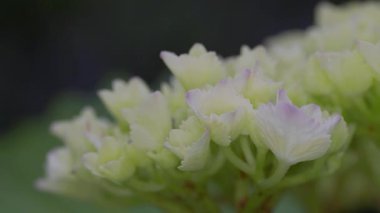 Tokyo, Japonya - 1 Haziran 2025: Yazın başında ortanca çiçeğinin kapatılması