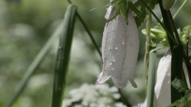 Tokyo, Japonya - 4 Haziran 2025: Beyaz Campanula puntata veya çan çiçeğinin kapatılması