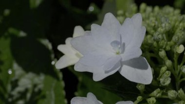 Tokyo, Japonya - 4 Haziran 2025: Yazın başında yağmurdan sonra ortanca çiçeğinin kapatılması