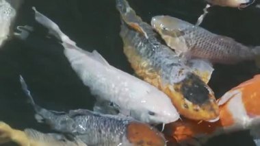 Gunma, Japonya - 5 Haziran 2025: Göldeki sazan balığı okulu