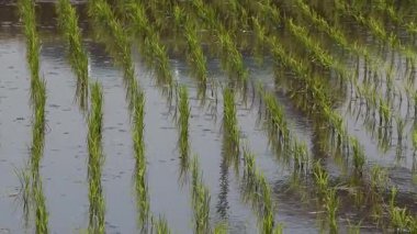 Gunma, Japonya - 5 Haziran 2025: Yazın pirinç tarlasında filizlenen pirinç