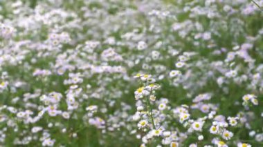 Tokyo, Japonya - 7 Haziran 2025: Erigeron philadelphicus or Philadelphia fleabane or Philadelphia daisy