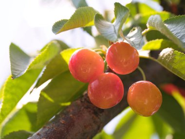 Gunma, Japonya - 5 Haziran 2025: Bir daldaki kiraz yakınlaşması