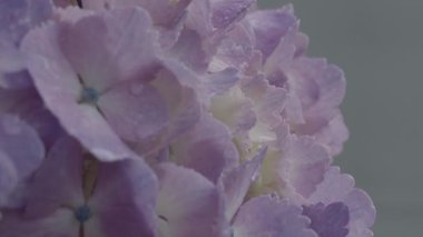 Tokyo, Japonya - 10 Haziran 2025: Yağmurda yetişen pembe ortanca çiçeği