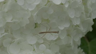 Tokyo, Japonya - 10 Haziran 2025: Yağmurda beyaz ortanca çiçeği Annabelle üzerindeki peygamber devesinin yakın çekimi