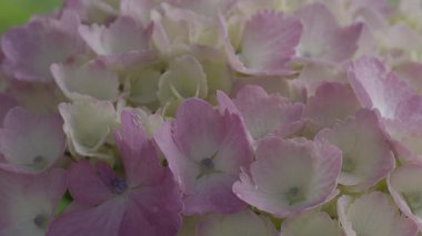 Tokyo, Japonya - 10 Haziran 2025: Yağmurda yetişen pembe ortanca çiçeği