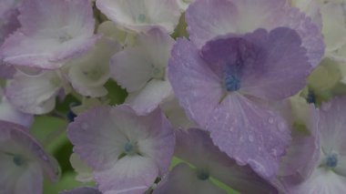 Tokyo, Japonya - 10 Haziran 2025: Yağmurda yetişen pembe ortanca çiçeği