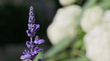 Tokyo, Japonya - 12 Haziran 2025: Sabah yağmurundan sonra mavi salvia çiçeğinin kapatılması