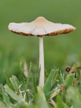 Tokyo, Japonya - 14 Haziran 2025: Parasola plicatilis 'in kapatılması veya çimenlikteki pütürlü mürekkep kapağı