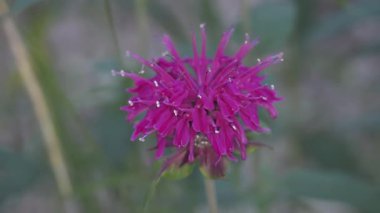 Tokyo, Japonya - 14 Haziran 2025: Oswego çayı veya Monarda