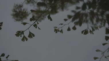 Tokyo, Japonya - 15 Haziran 2025: Sabah bir gölete düşen yağmur damlaları