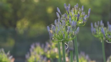 Tokyo, Japonya - 18 Haziran 2025: Mavi Agapanthus ya da Afrika Zambağı ya da Nil Zambağı