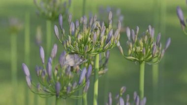 Tokyo, Japonya - 18 Haziran 2025: Mavi Agapanthus ya da Afrika Zambağı ya da Nil Zambağı