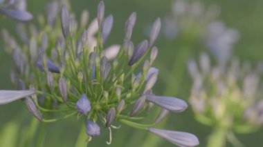 Tokyo, Japonya - 18 Haziran 2025: Mavi Agapanthus ya da Afrika Zambağı ya da Nil Zambağı
