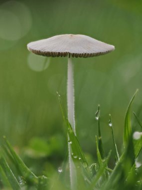 Tokyo, Japonya - 19 Haziran 2025: Parasola plicatilis ya da çimenlikteki katmanlı mürekkep kapağının kapatılması