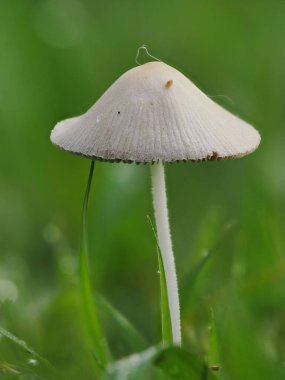Tokyo, Japonya - 19 Haziran 2025: Parasola plicatilis ya da çimenlikteki katmanlı mürekkep kapağının kapatılması