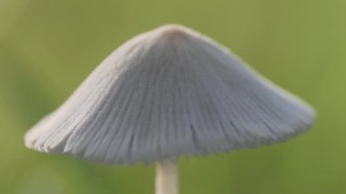 Tokyo, Japonya - 20 Haziran 2025: Parasola plicatilis veya çimenlikteki katmanlı mürekkep kapağının kapatılması