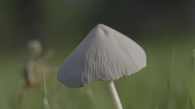 Tokyo, Japan - June 21, 2025: Closeup of a cap of Parasola plicatilis or pleated inkcap on lawn