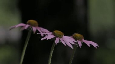 Tokyo, Japonya - 22 Haziran 2025: Echinacea ya da coneflower
