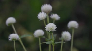 Tokyo, Japonya - 11 Temmuz 2025: Yazın beyaz Gomphrena çiçeğinin yakın görüntüsü