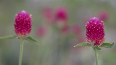 Tokyo, Japonya - 11 Temmuz 2025: Gomphrena çiçeğinin yazın yakın görüntüsü