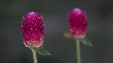 Tokyo, Japonya - 11 Temmuz 2025: Gomphrena çiçeğinin yazın yakın görüntüsü