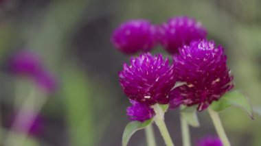 Tokyo, Japonya - 11 Temmuz 2025: Gomphrena çiçeğinin yazın yakın görüntüsü