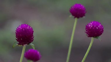 Tokyo, Japonya - 11 Temmuz 2025: Gomphrena çiçeğinin yazın yakın görüntüsü