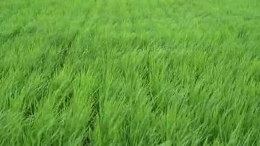 Yamagata, Japonya - 16 Temmuz 2025: Japonya 'da güçlü rüzgarlı bir günde güzel yeşil pirinç tarlası