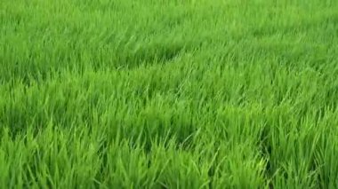 Yamagata, Japonya - 16 Temmuz 2025: Japonya 'da güçlü rüzgarlı bir günde güzel yeşil pirinç tarlası