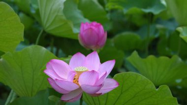 Akita, Japonya - 15 Temmuz 2025: Japonya 'nın Akita kentindeki güzel lotus veya Nelumbo nucifera çiçekleri.