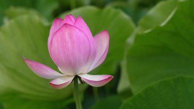 Akita, Japonya - 15 Temmuz 2025: Japonya 'nın Akita kentindeki güzel lotus veya Nelumbo nucifera çiçekleri.