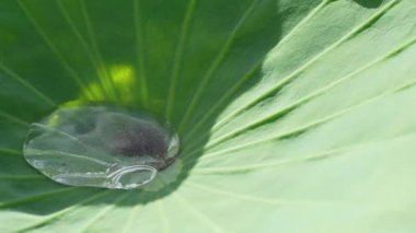 Akita, Japonya - 14 Temmuz 2025: Nilüfer çiçeği veya nilüfer kökünden baloncuklarının veya havanın yaklaşması.