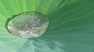 Akita, Japonya - 14 Temmuz 2025: Nilüfer çiçeği veya nilüfer kökünden baloncuklarının veya havanın yaklaşması.