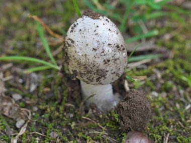 Tokyo, Japonya - 22 Temmuz 2025: Genç Amanita ya da Amanita Pantherina 'nın ya da panter kapağının ya da sahte kızartıcı