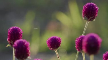 Tokyo, Japonya - 30 Temmuz 2025: Sabah güneşinde Gomphrena çiçeğinin yakın görüntüsü