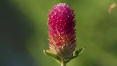Tokyo, Japonya - 30 Temmuz 2025: Sabah güneşinde Gomphrena çiçeğinin yakın görüntüsü
