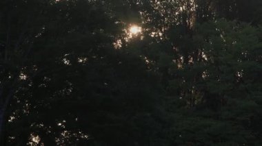 Tokyo, Japonya - 30 Temmuz 2025: Sabah ağaçların arasından doğan güneş