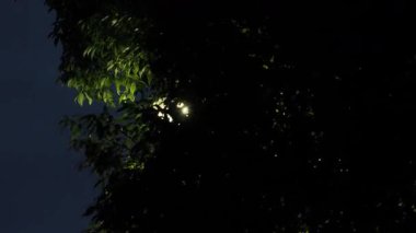 Tokyo, Japonya - 2 Ağustos 2025: Ağaç ve yapraklar sokak lambasıyla aydınlatılmış 