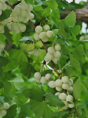 Tokyo, Japonya - 4 Ağustos 2025: Kümelerde büyüyen Gingko fındıkları