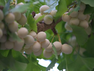 Tokyo, Japonya - 4 Ağustos 2025: Kümelerde büyüyen Gingko fındıkları