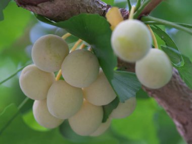 Tokyo, Japonya - 4 Ağustos 2025: Kümelerde büyüyen Gingko fındıkları