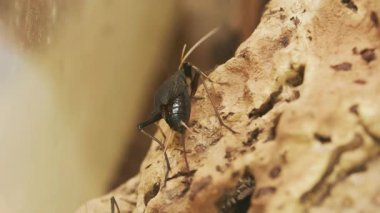 Tokyo, Japonya - 23 Ağustos 2025: Suzumushi veya çan cırcırböceğinin kapanışı