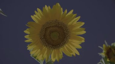 Tokyo, Japonya - 24 Ağustos 2025 Helianthus Annuus ya da bir bahçede ayçiçeği